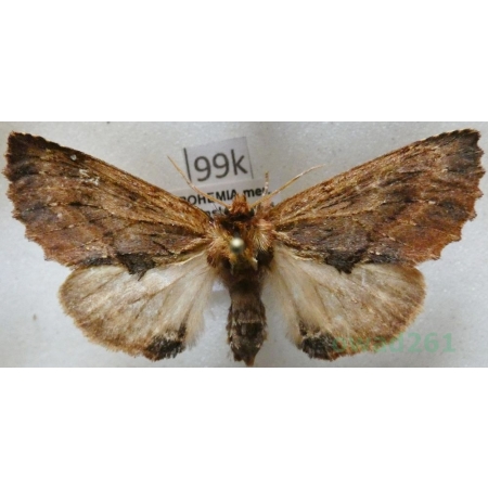 Ptilodon capucina (Linnaeus, 1758) male Wiechetka wielbłądka Czech99k